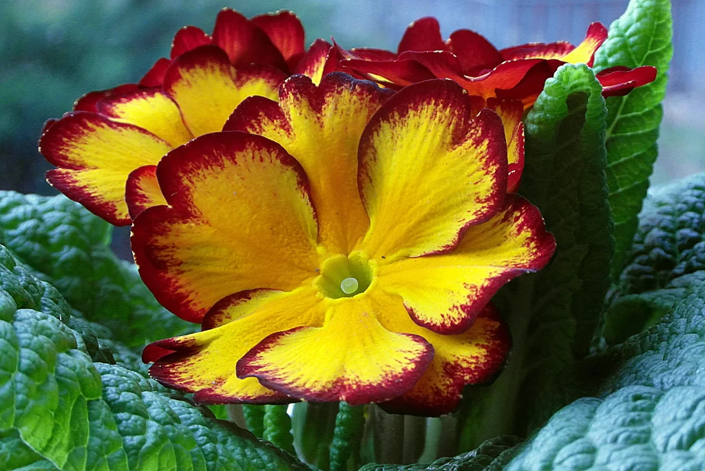Yellow Primrose Petals Red Edges Green Leaves