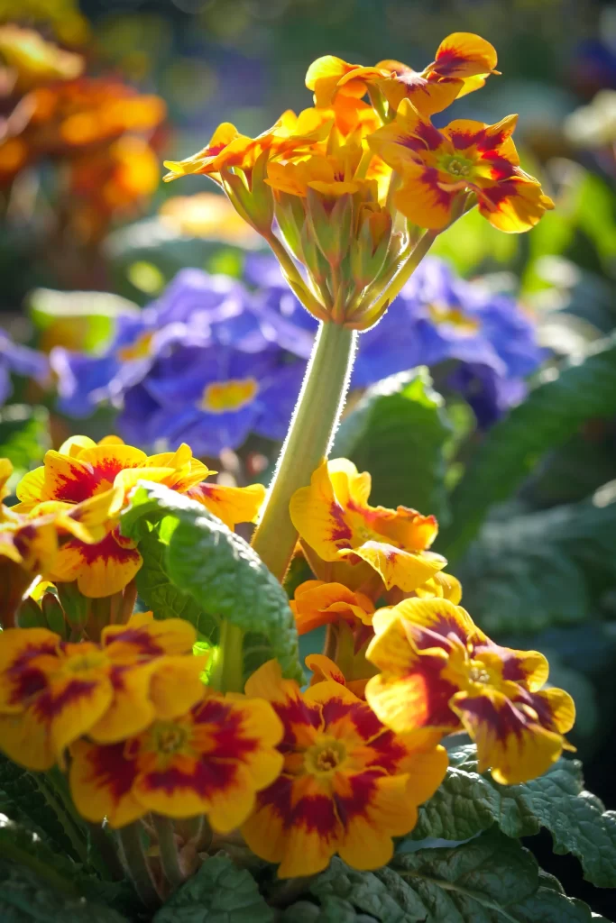 Yellow Primrose Petals Red Edges Sunlight