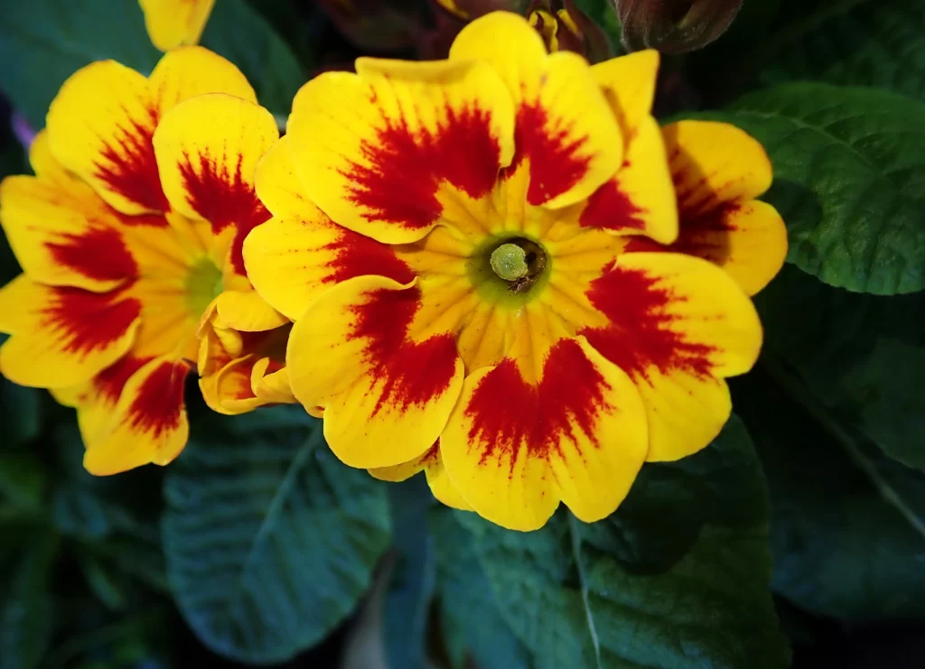 Yellow Primrose Petals Red Edge Bright