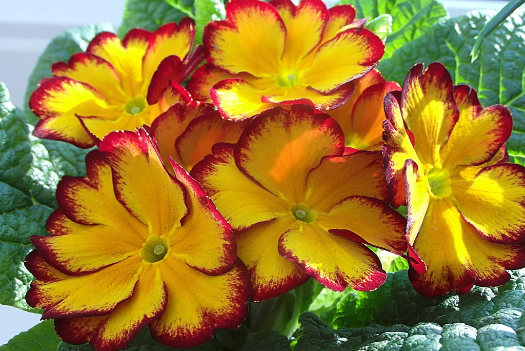 Yellow Primrose Red Edges Petals Green Leaves