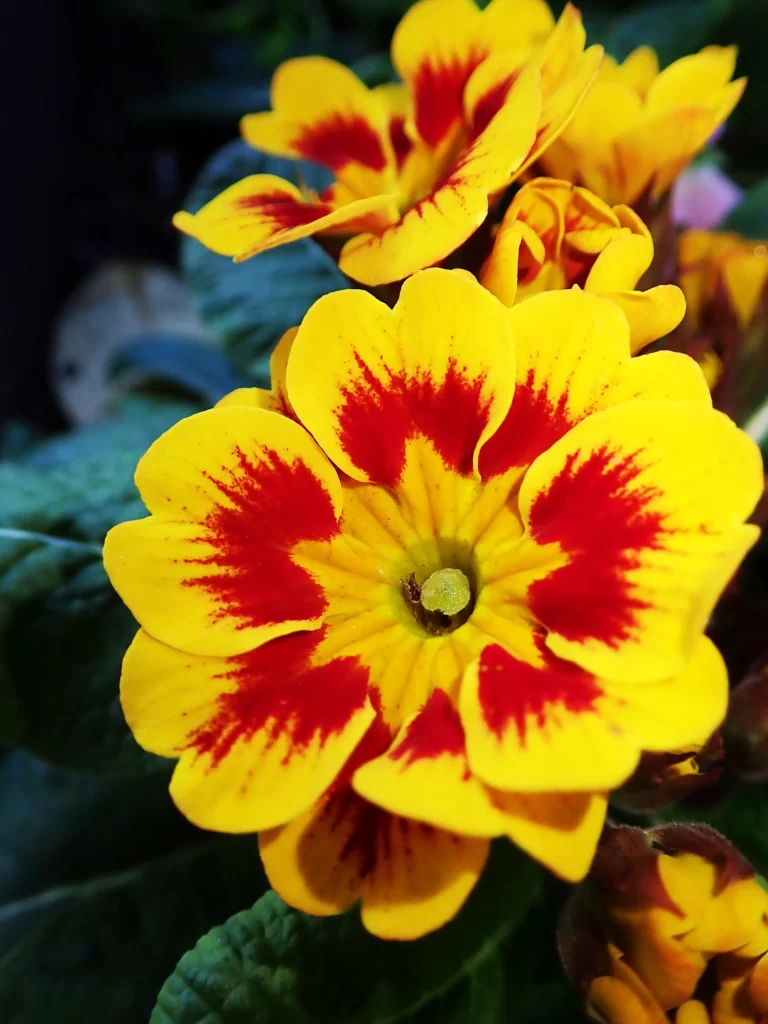 Yellow Primrose Red Petals Speckled Center