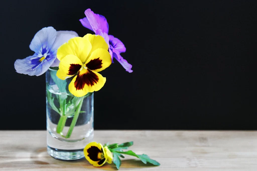 Yellow Purple Blue Pansy Petals Vase