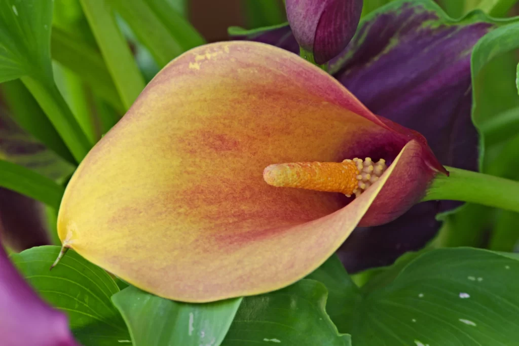 Yellow Purple Calla Lily Petals Green Leaves