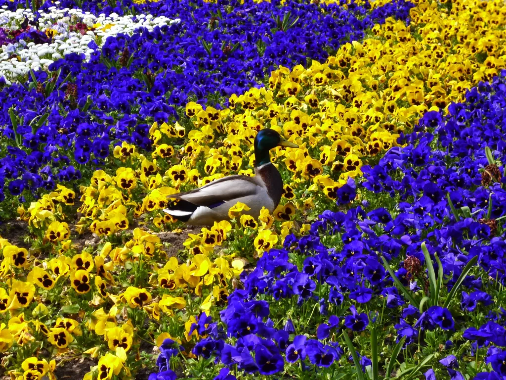 Yellow Purple Pansy Blooms Dense Colorful
