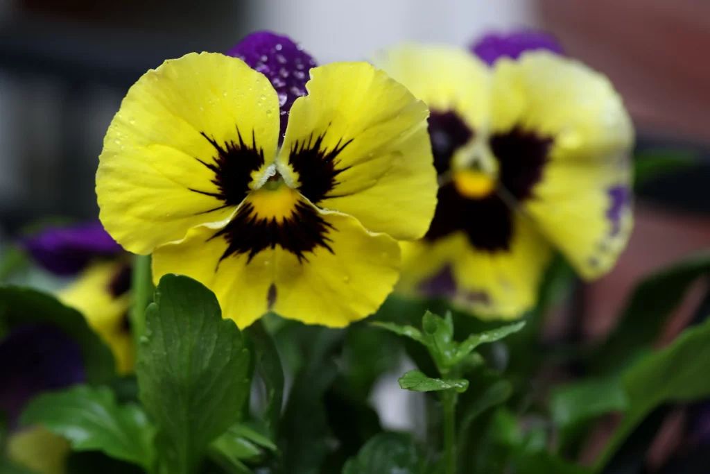 Yellow Purple Pansy Petals Dewdrops Dark Center