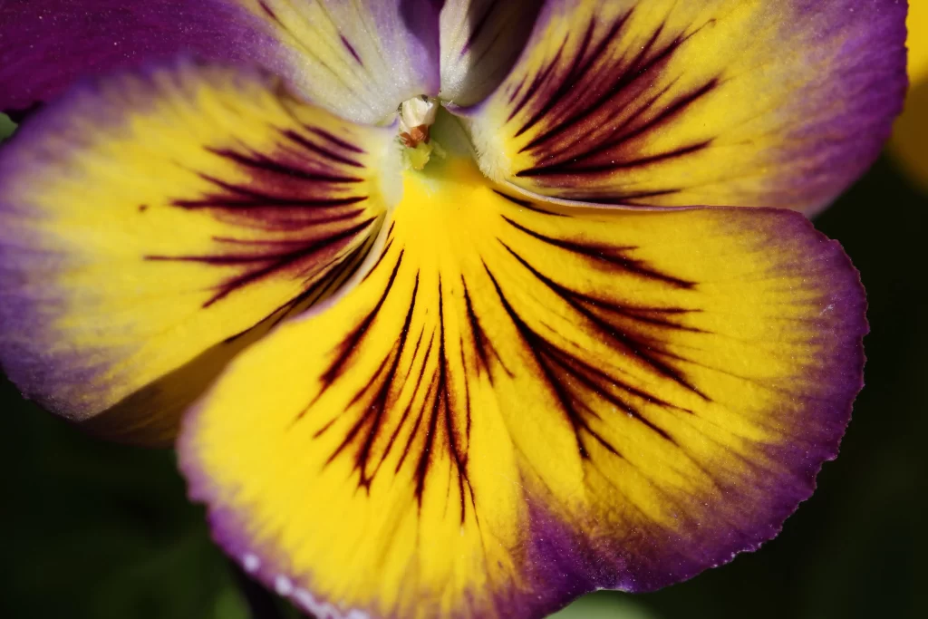 Yellow Purple Pansy Petals Stripes