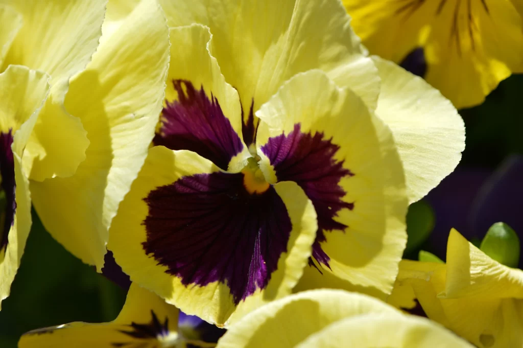 Yellow Purple Pansy Petals Sunlight