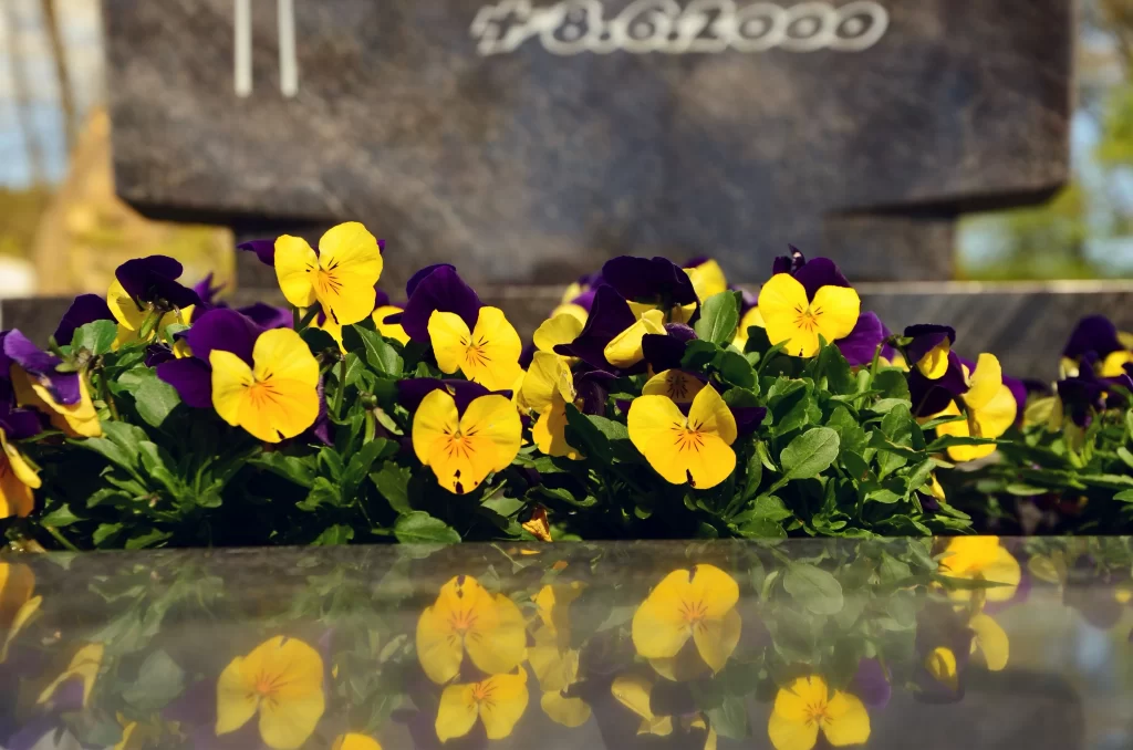 Yellow Purple Pansy Petals Green Leaves
