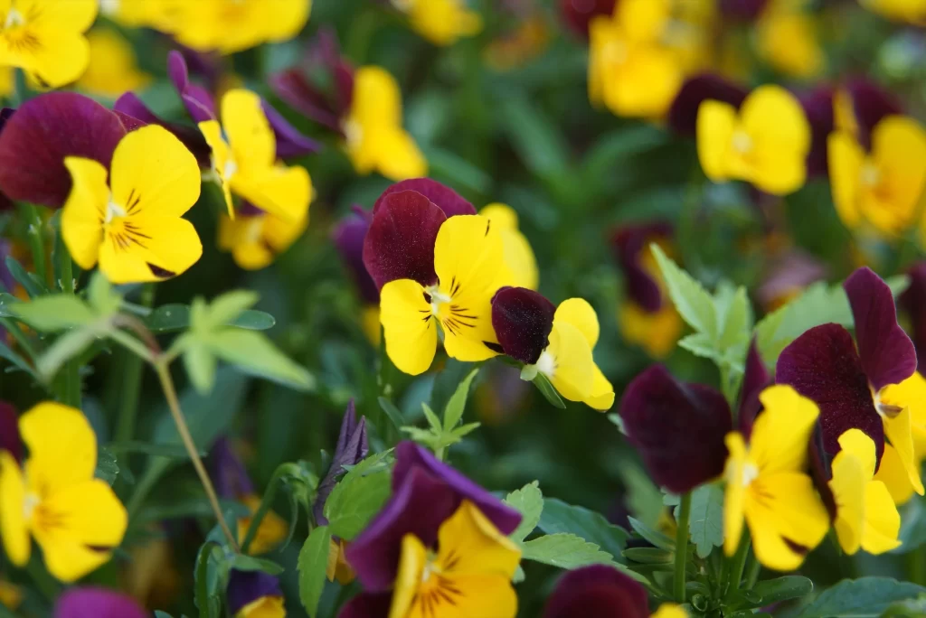 Yellow Purple Pansy Petals Bright Green Leaves