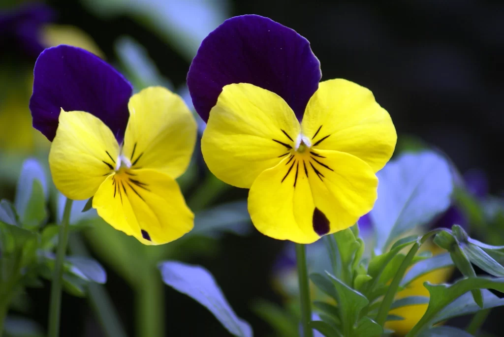 Yellow Purple Pansy Petals Dark Spots