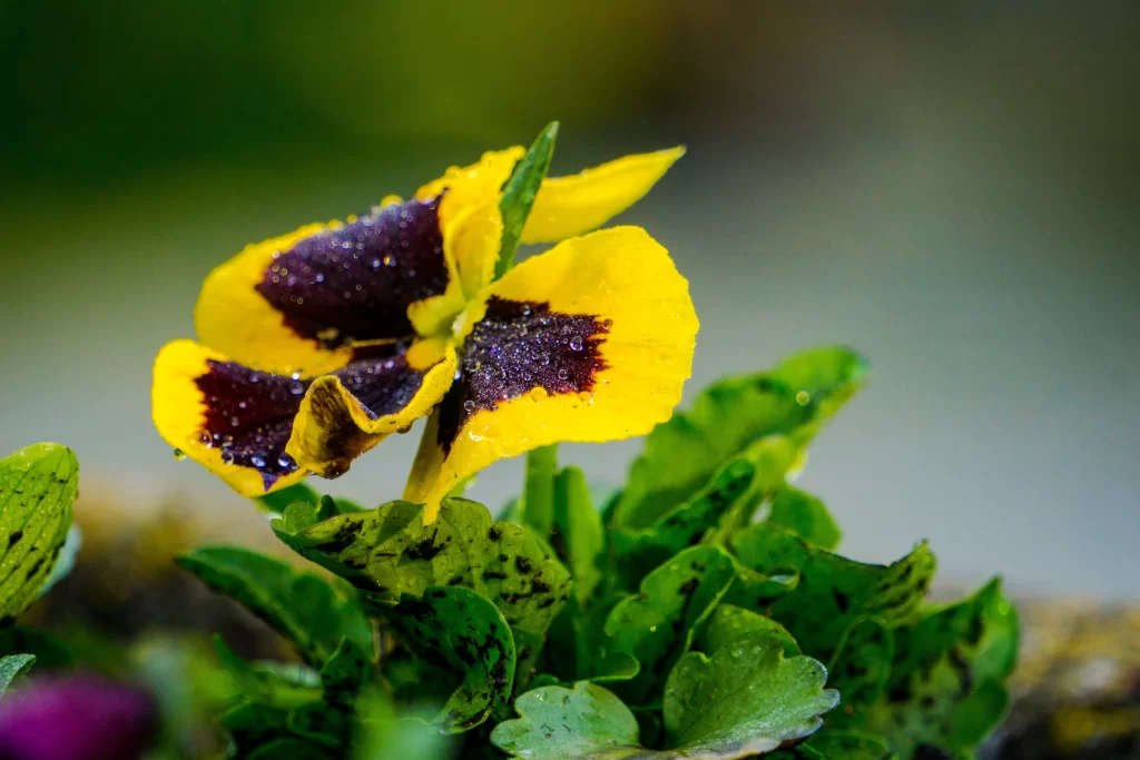 Yellow Purple Pansy Petals Dewdrops Green Leaves