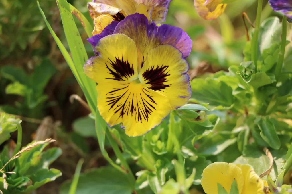 Yellow Purple Pansy Petals Black Markings