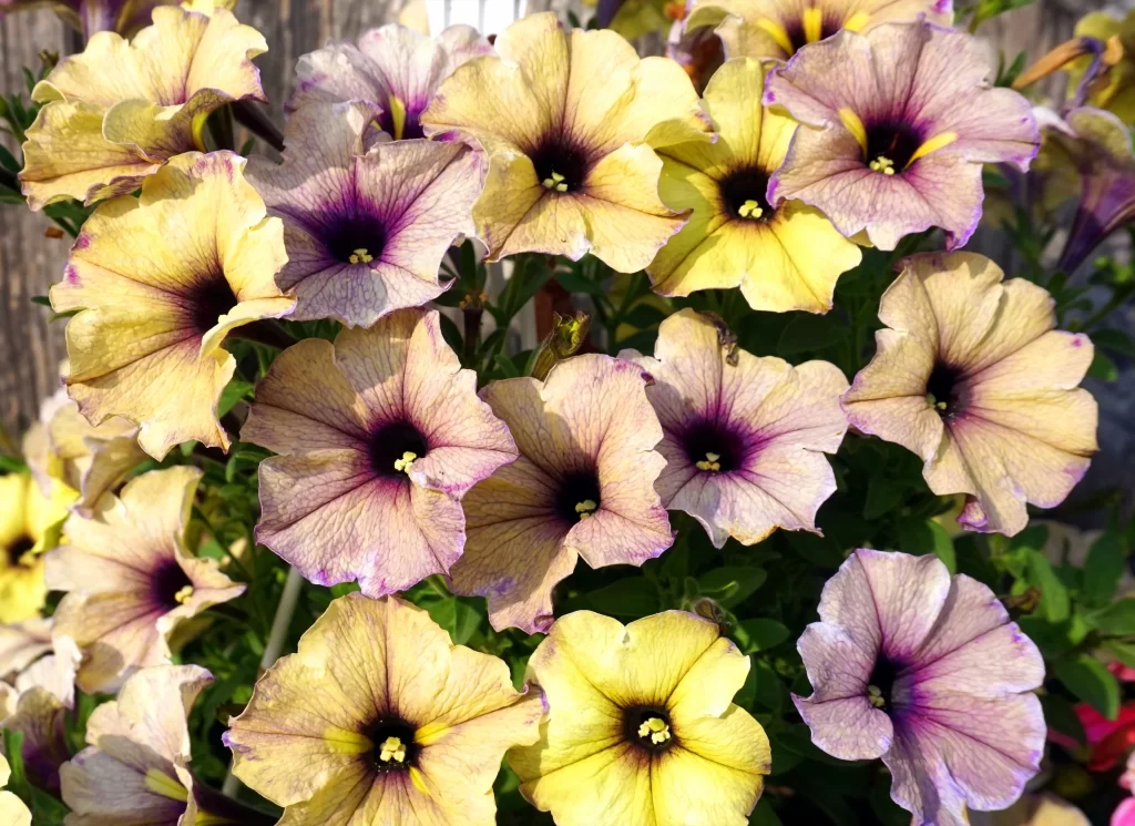 Yellow Purple Petals Blooming Sunlit