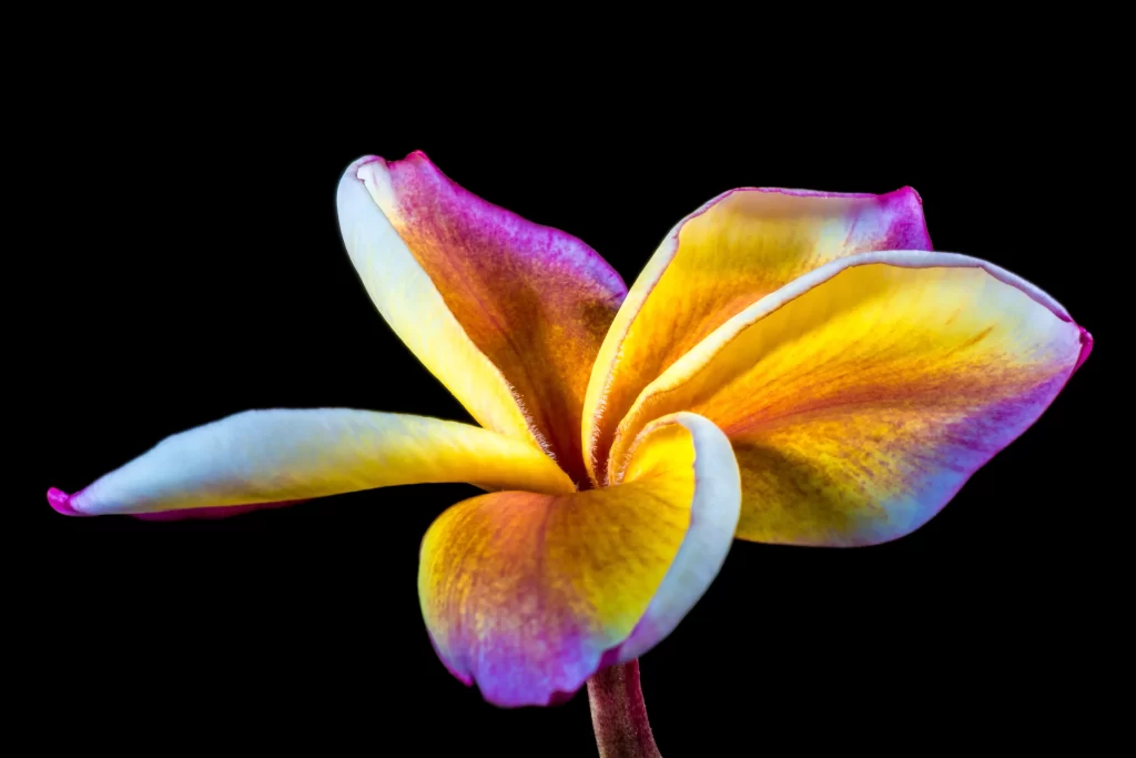 Yellow Purple Petals Plumeria Flower
