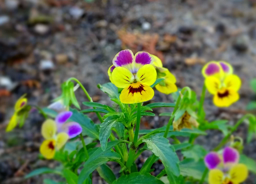 Yellow Purple Red Pansy Petals Leaves