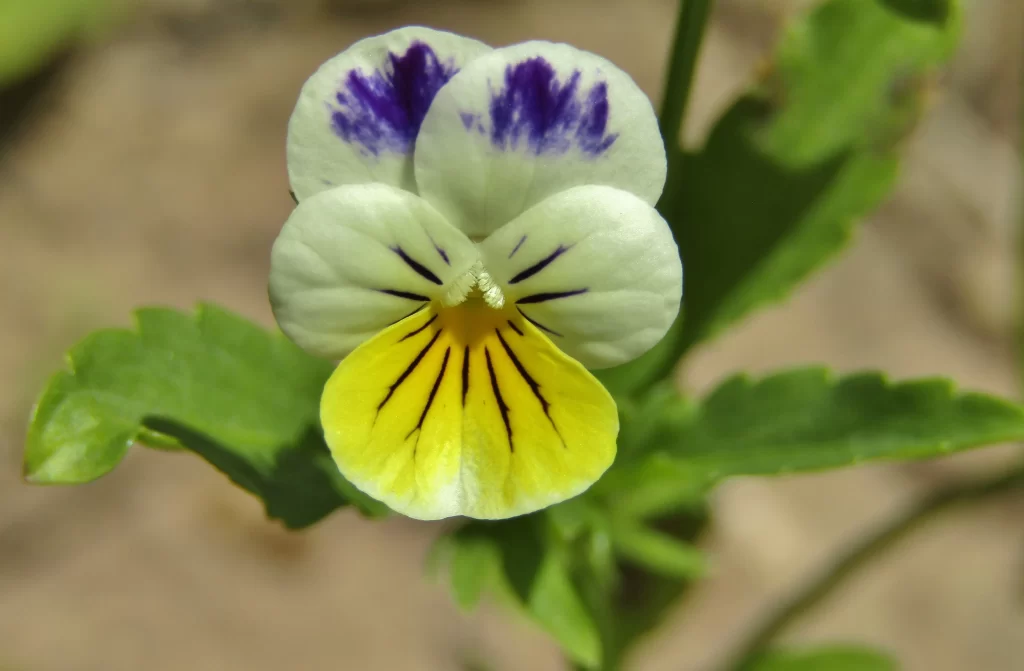Yellow Purple White Pansy Petals Stripes
