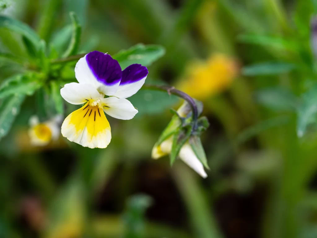Yellow Purple White Pansy Petals Green