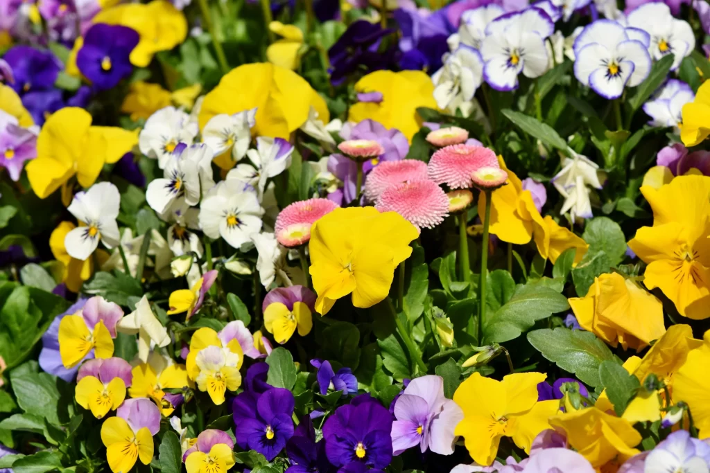Yellow Purple White Pink Daisies Petals
