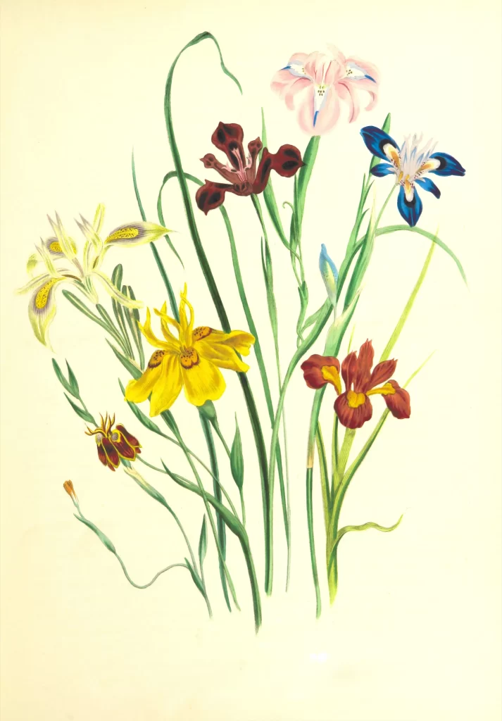 Yellow Red Blue Pink Iris Petals