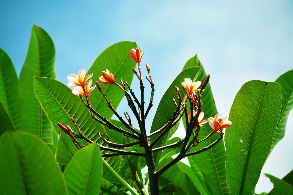 Yellow Red Plumeria Petals Green Leaves
