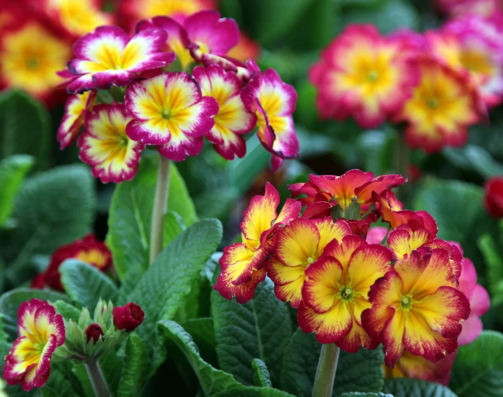 Yellow Red Primrose Petals Blooming Garden