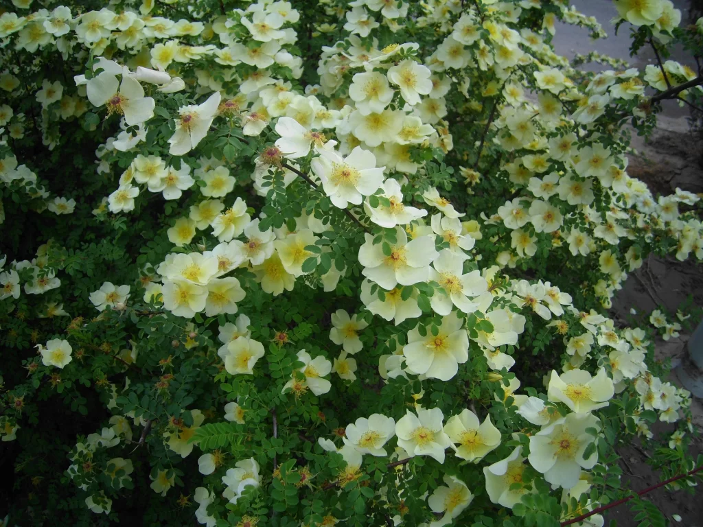 Yellow Rose Bush Petals Green warm Leaves
