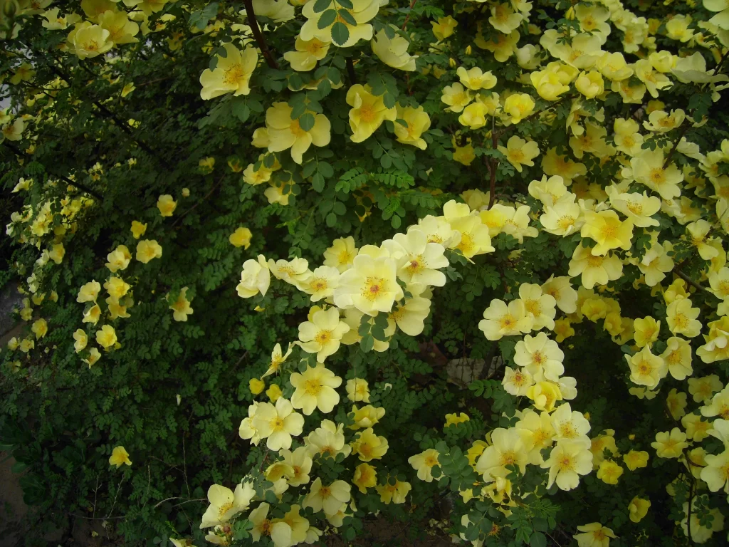 Yellow Rose Bush Petals Green warm Leaves