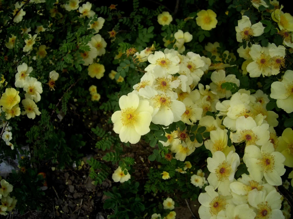Yellow Rose Bush Petals Green warm Leaves