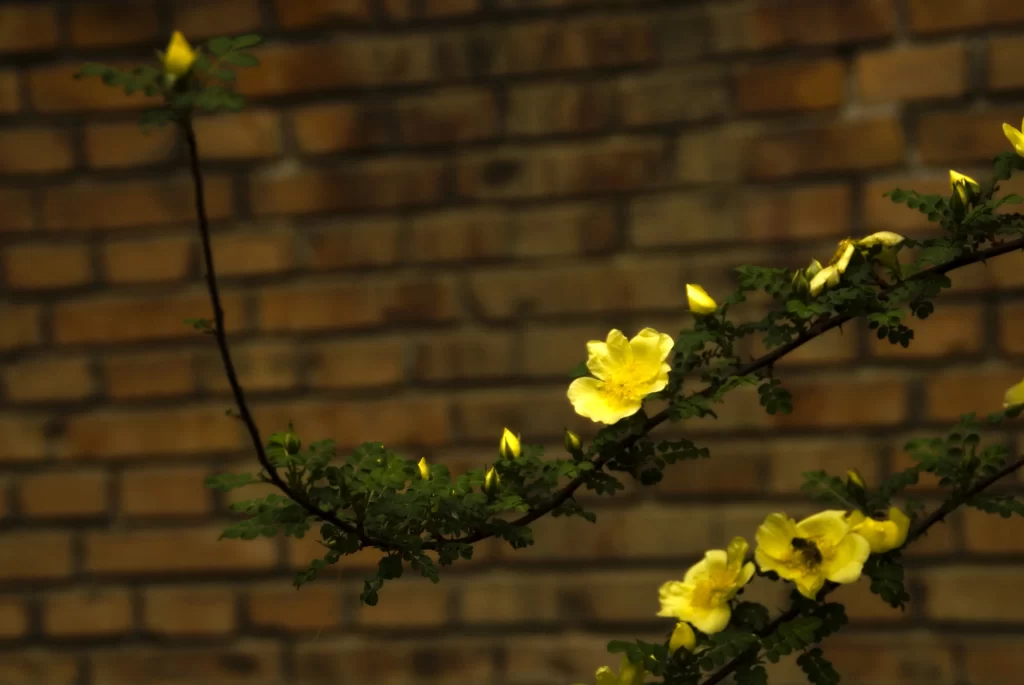 Yellow Rose Petals Blooming Green Leaves