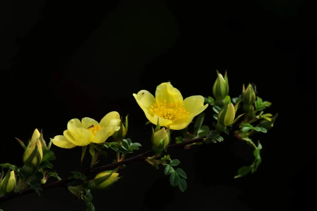 Yellow Rose Petals Blooming Buds Green Leaves
