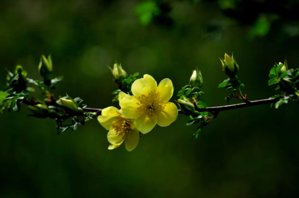 Yellow Rose Petals Blooms Green dark Leaves