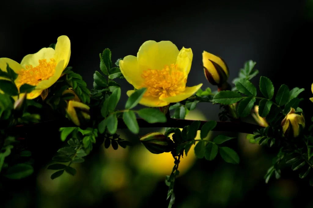 Yellow Rose Petals Blooms Green dark Leaves