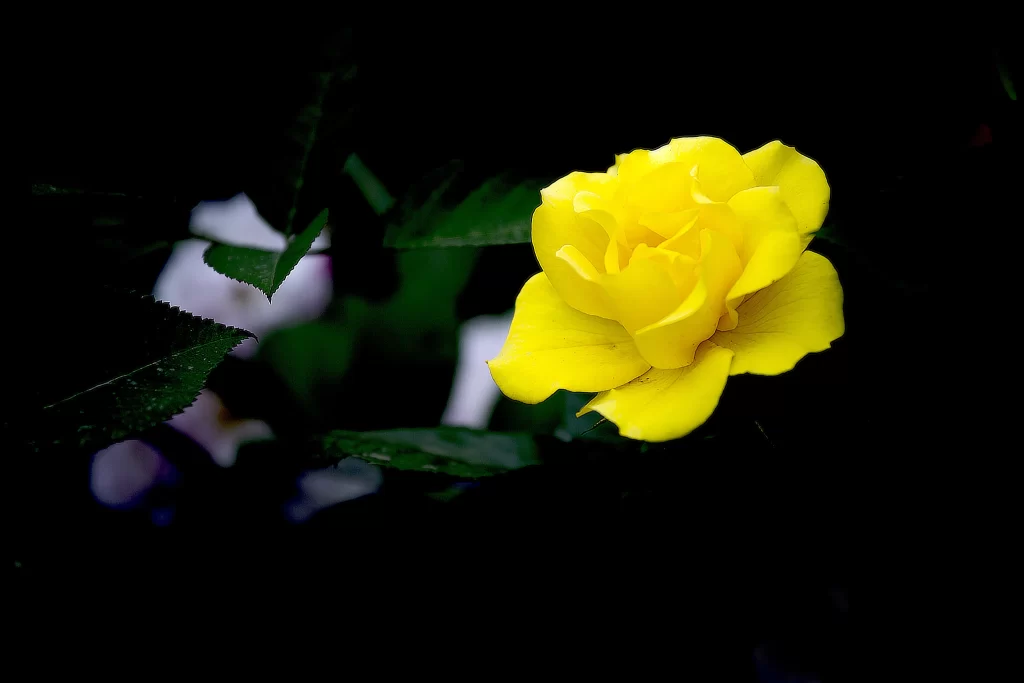 Yellow Rose Petals Bright Green dark Leaves