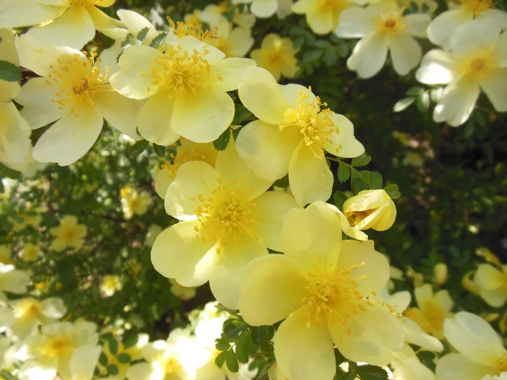 Yellow Rose Petals Bright Sunlight Dense Blooms