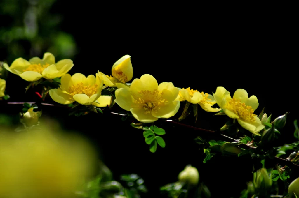 Yellow Rose Petals Bright Green dark Leaves