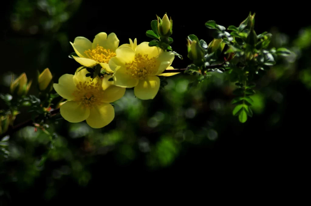 Yellow Rose Petals Bright Green dark Leaves
