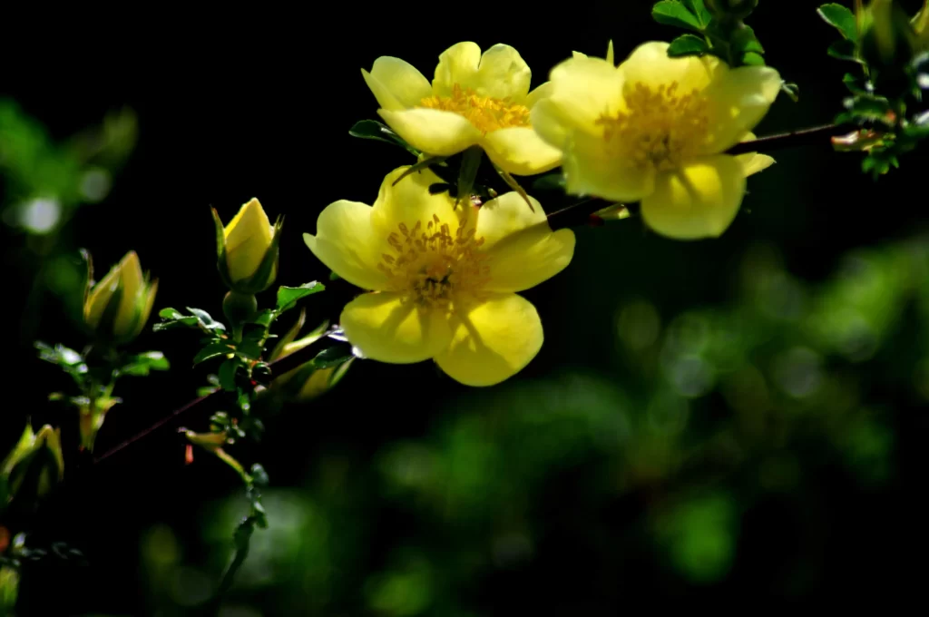 Yellow Rose Petals Bright Sunlit