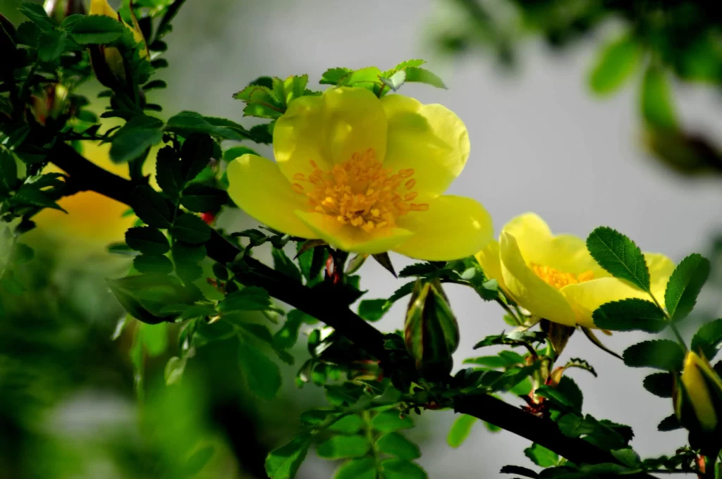 Yellow Rose Petals Bright Green warm Leaves