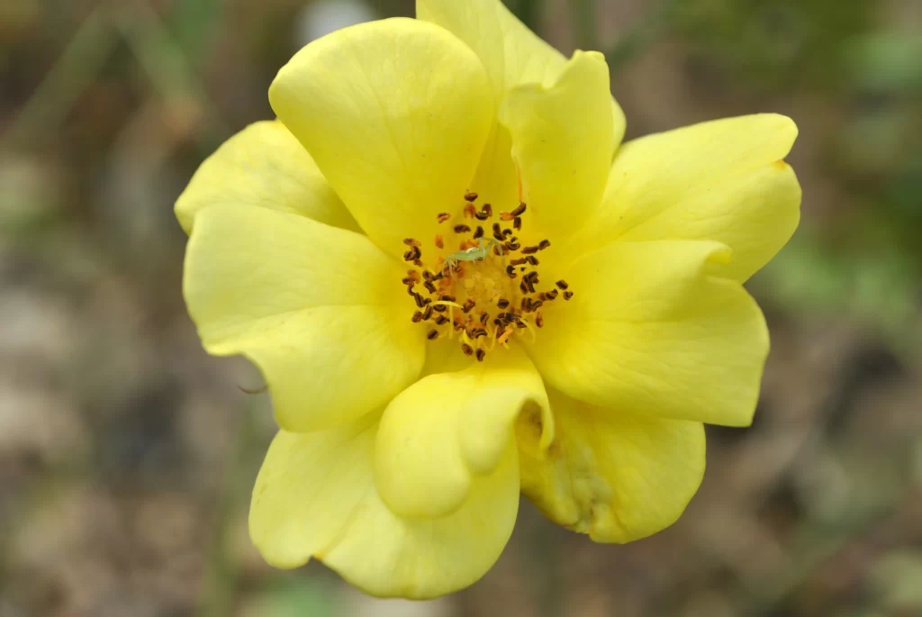 Yellow Rose Petals Center Stamen