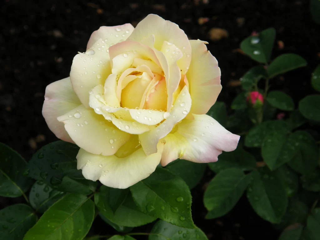 Yellow Rose Petals Dewdrops Green Leaves