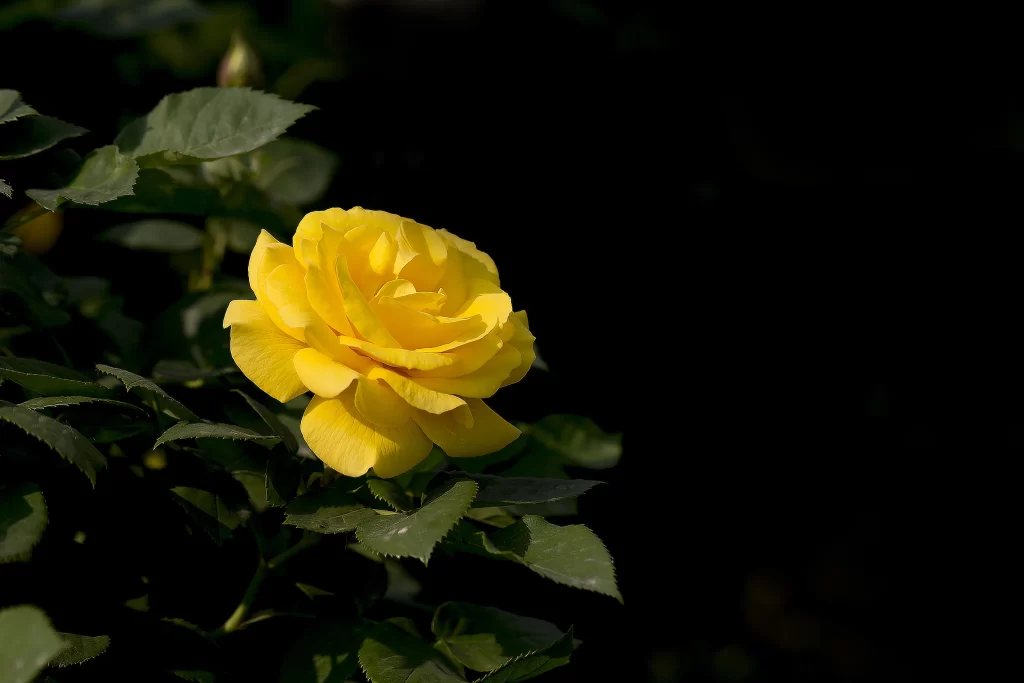 Yellow Rose Petals Green dark Leaves