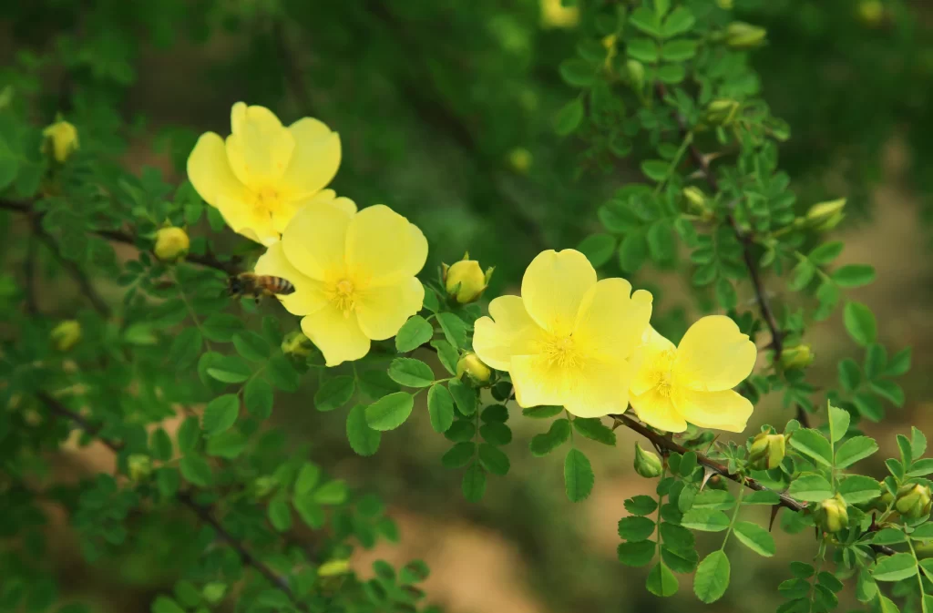 Yellow Rose Petals Green warm Leaves