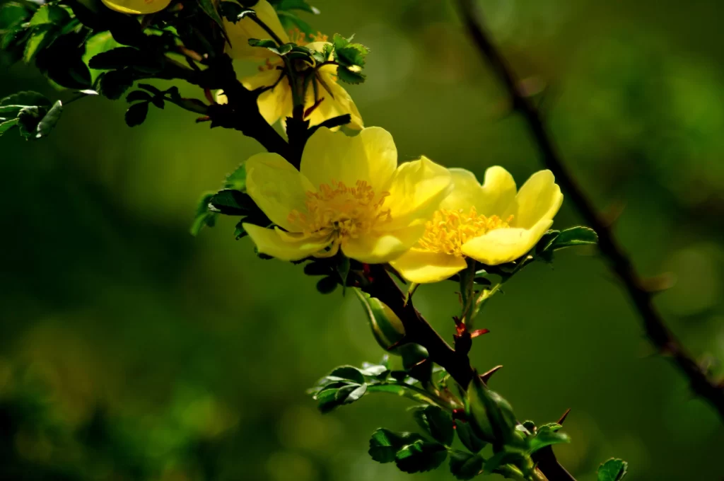 Yellow Rose Petals Green warm Leaves