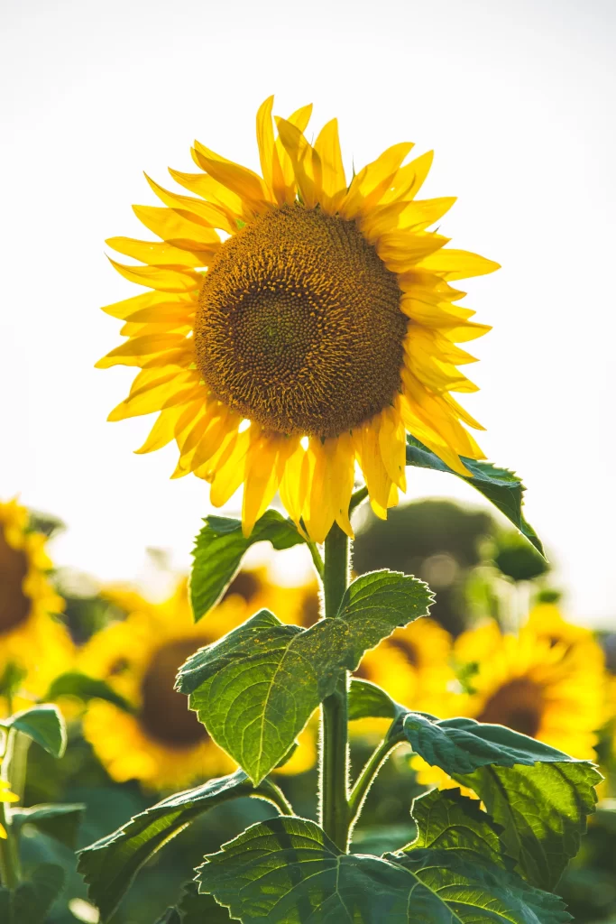 Yellow Sunflower Bright Petals Green Leaves