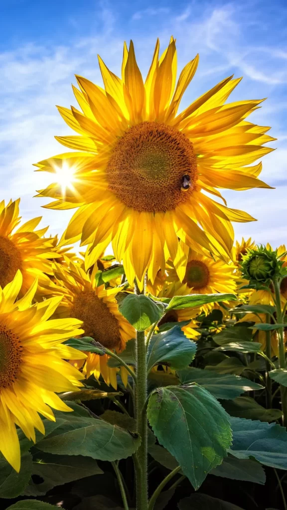 Yellow Sunflower Bright Petals Green Leaves Blue Sky