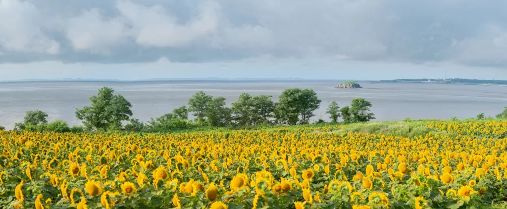 Yellow Sunflower Field Blooming Green Leaves