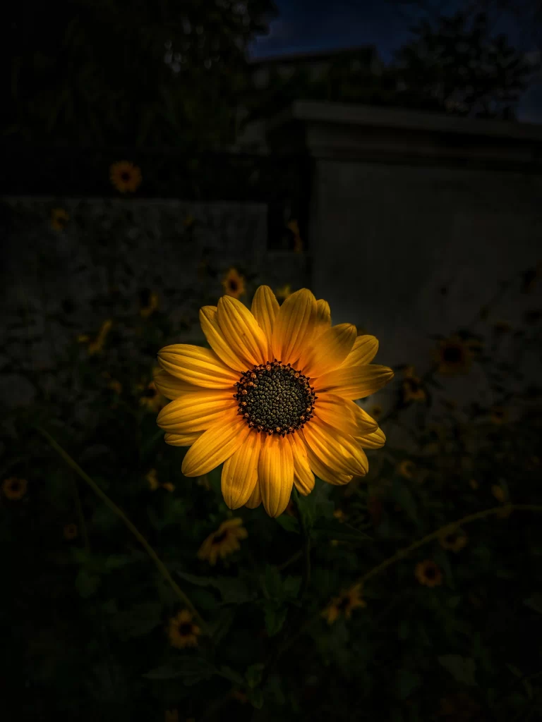 Yellow Sunflower Petals Dark Background