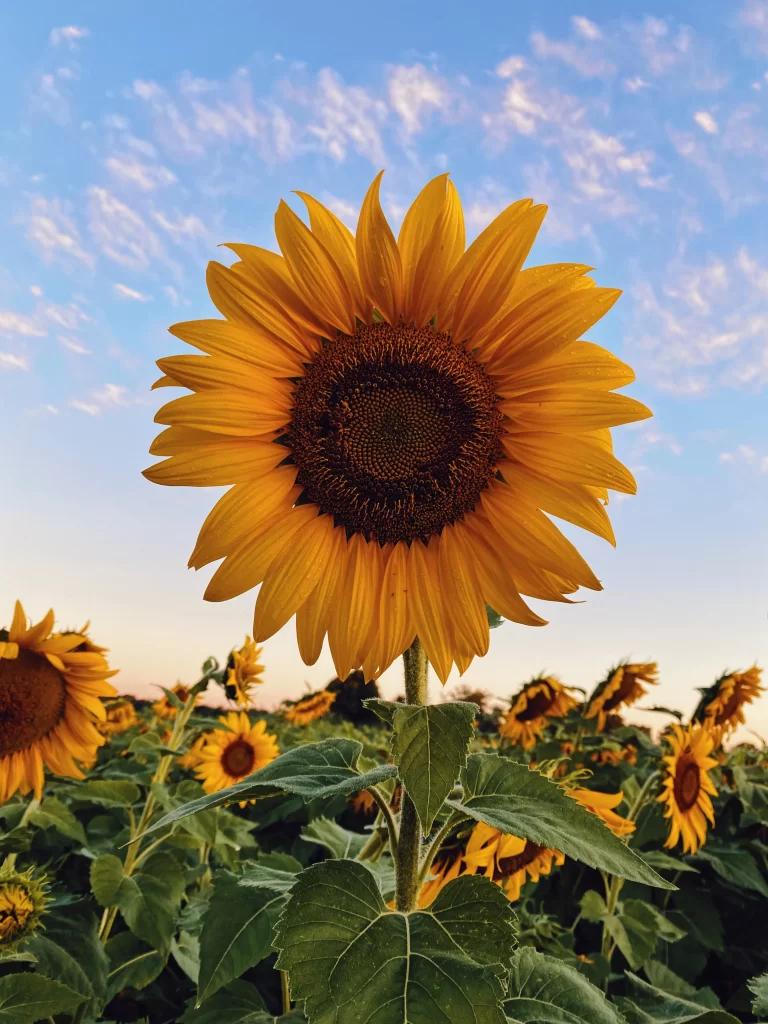 Yellow Sunflower Petals Green Leaves Blue Sky