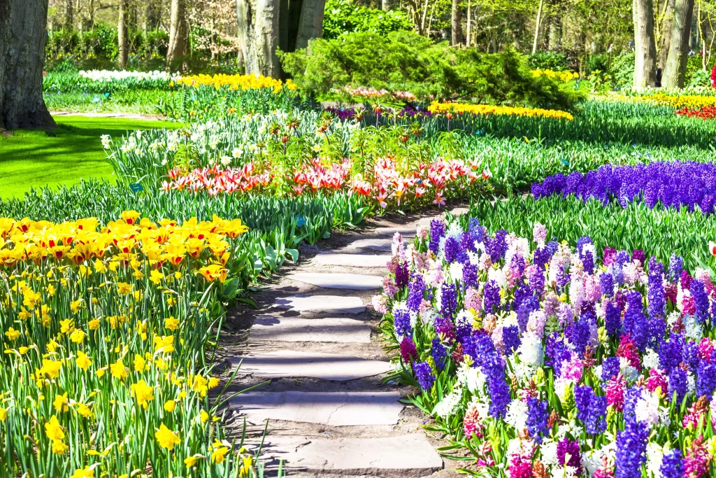 Yellow Tulip Blooms Pathway Greenery
