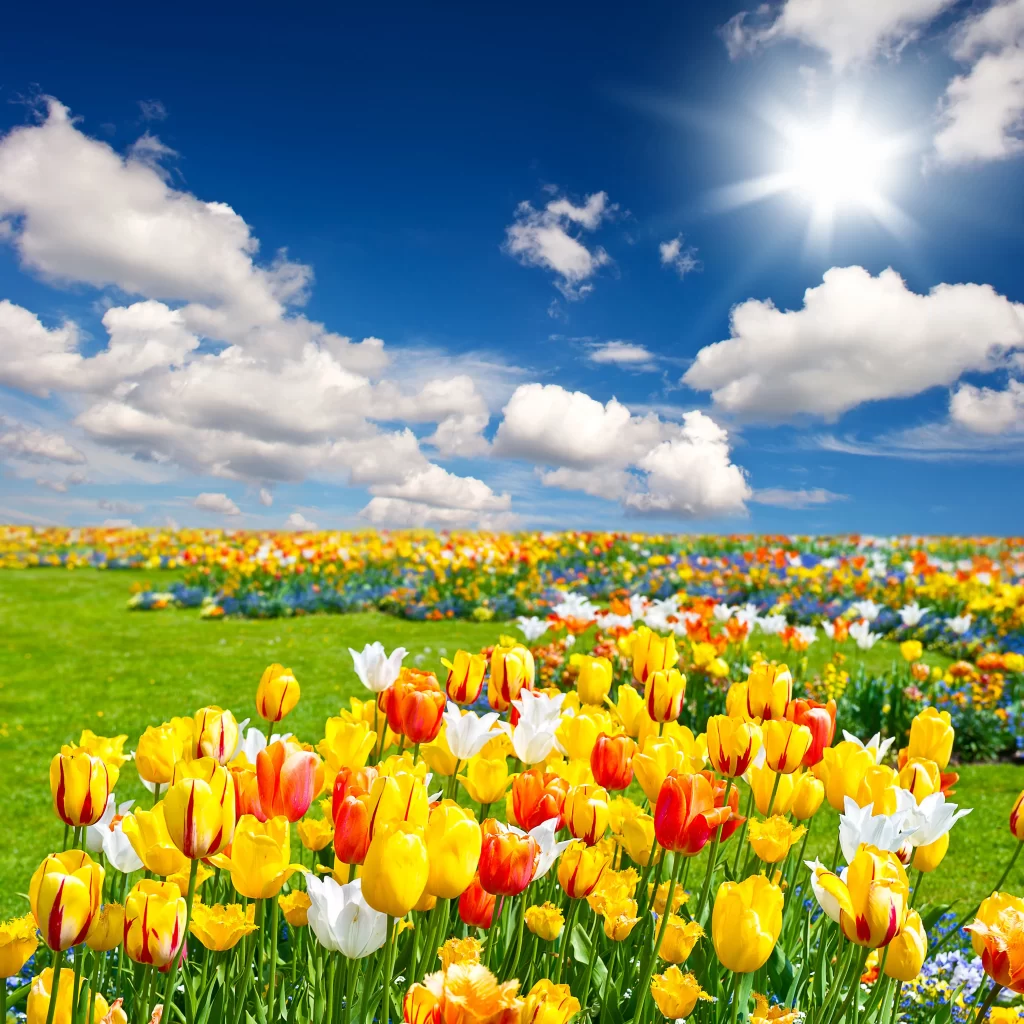 Yellow Tulips Vibrant Blooms Green Grass Blue Sky Sun